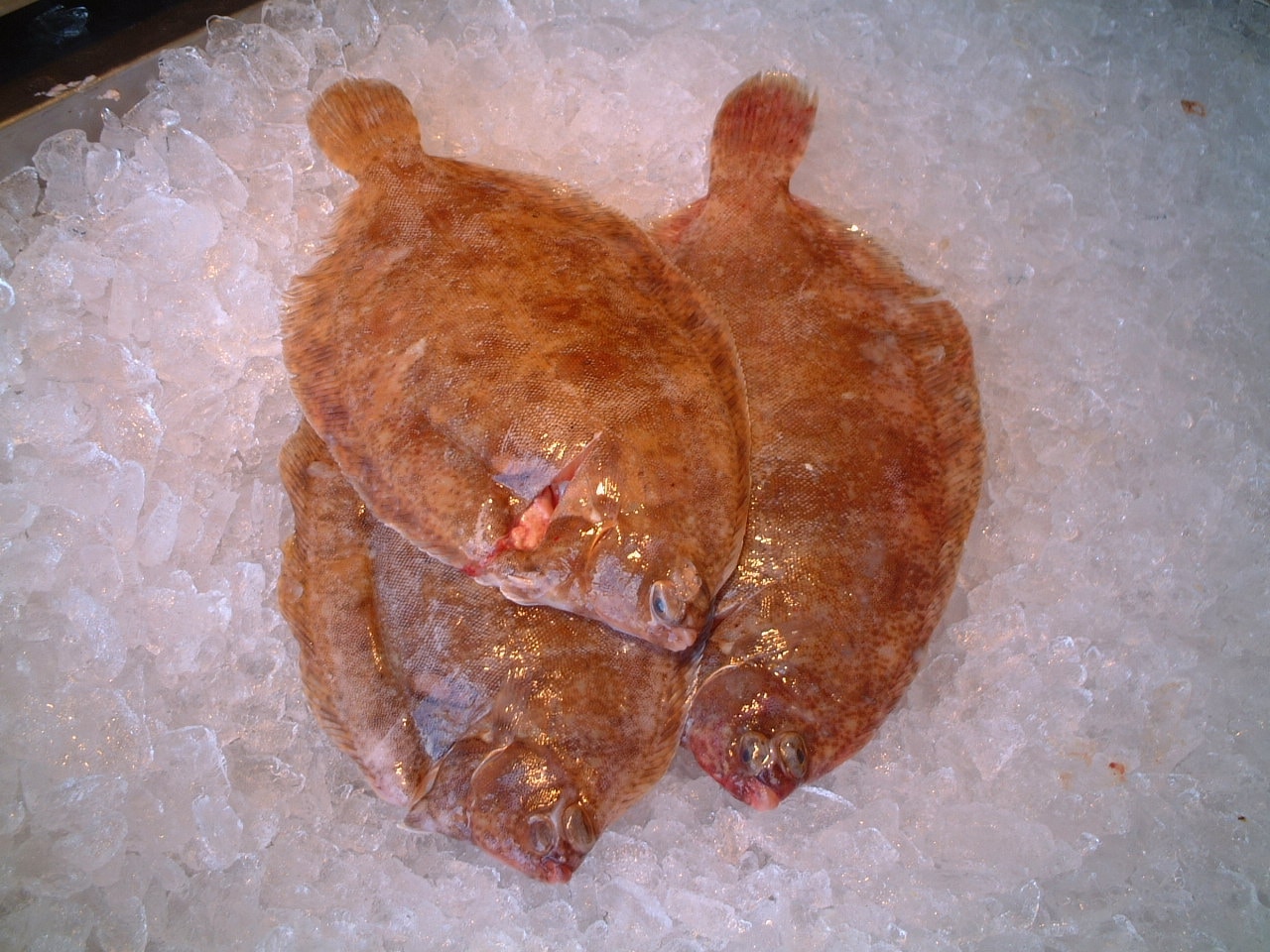 Gallery Britannia The Beach